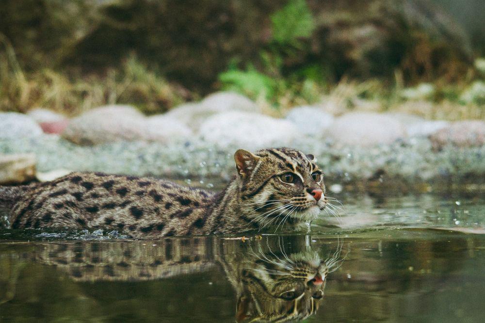 5 Fakta Kucing Bakau, Si Perenang Ulung yang Terancam Punah