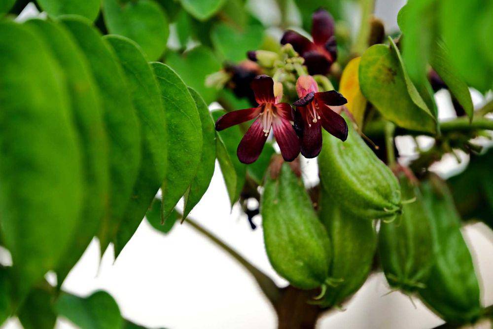 belimbing wuluh (pixabay.com/ignartonosbg)