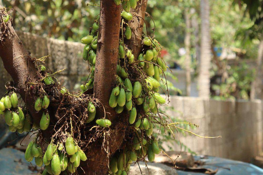 belimbing wuluh (pixabay.com/ElenzaPhotograhy)