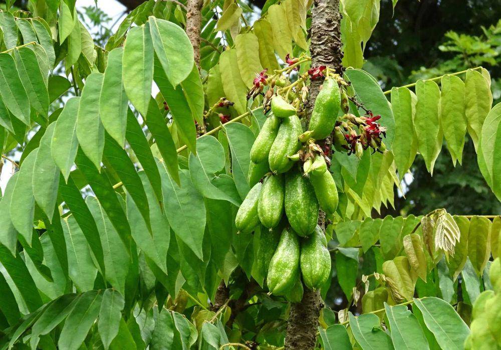 belimbing wuluh (pixabay.com/sarangib)