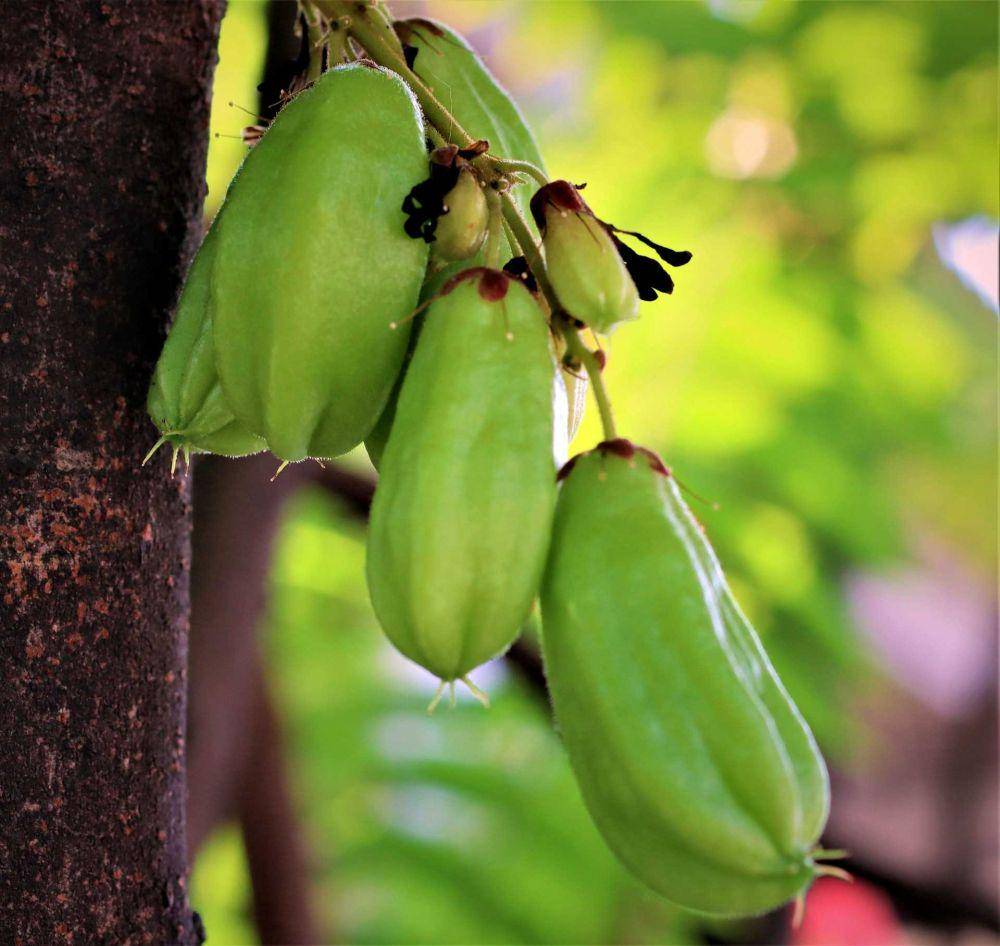 belimbing wuluh (pixabay.com/ignartonosbg)