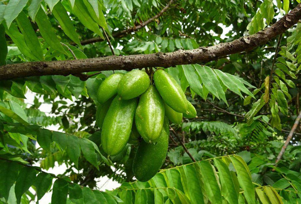 belimbing wuluh (pixabay.com/sarangib)