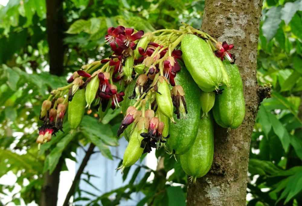 belimbing wuluh (pixabay.com/sarangib)