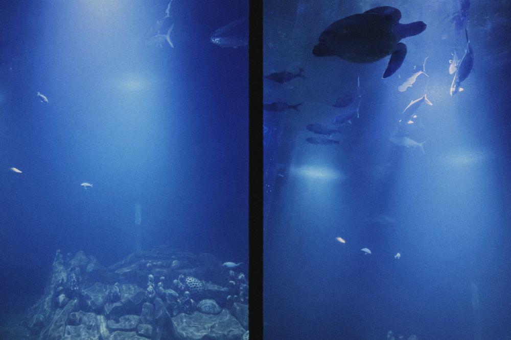 Wisata Aquarium Indonesia Pangandaran: Info Lokasi, Harga, dan Tips