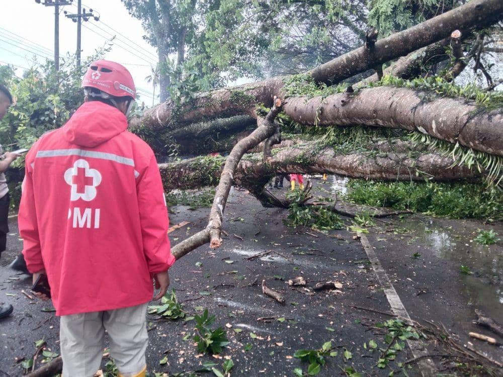 Ilustrasi pohon tumbang di wilayah Pakisaji, Kabupaten Malang. (IDN Times/Rizal Adhi Pratama)