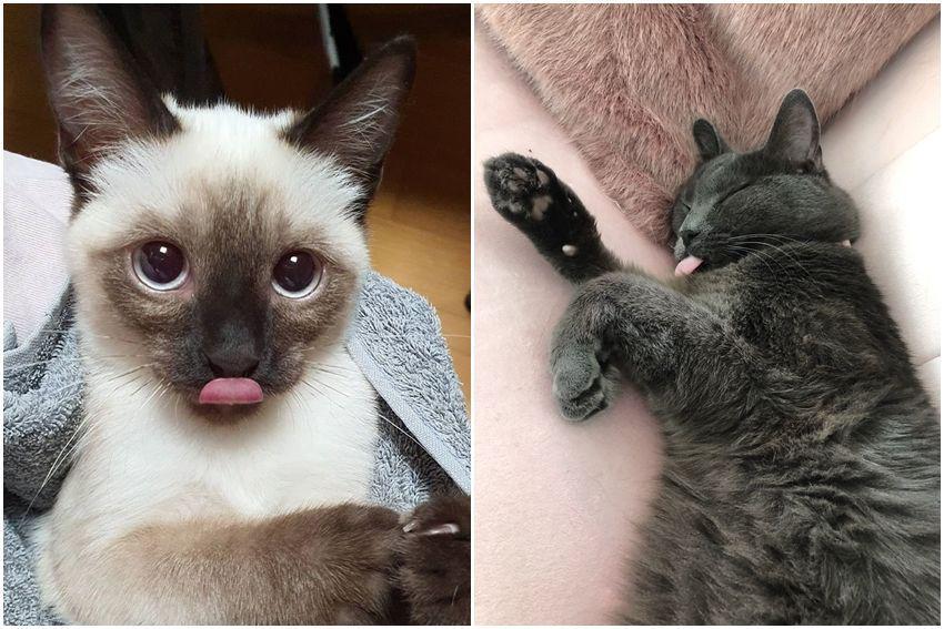 10 Potret Lucu Kucing Lagi Melet, Ngeledek Tapi Bikin Gemes!