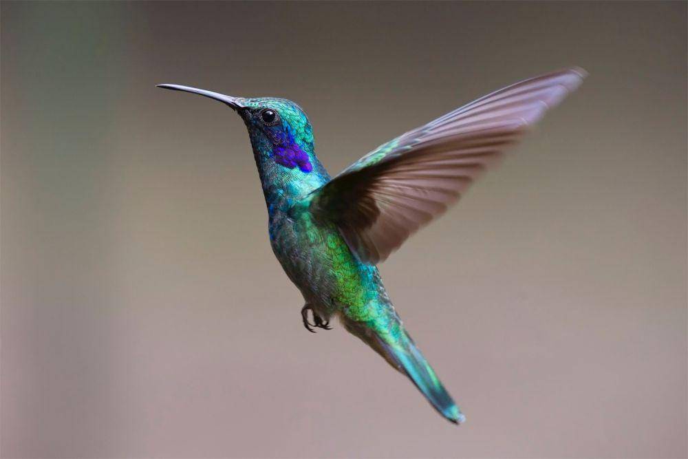 ilustrasi burung kolibri (pexels.com/pixabay)