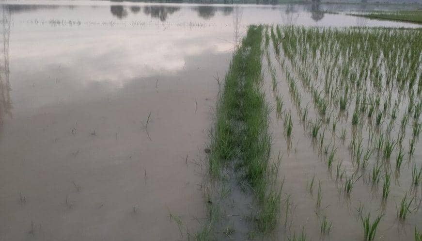 Banjir Rendam Puluhan Hektare Lahan Pertanian di Tangerang