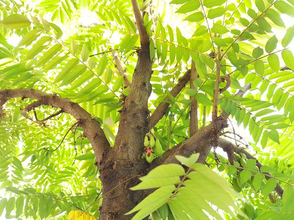 pohon belimbing wuluh (flickr.com/Janthe Van Lest)