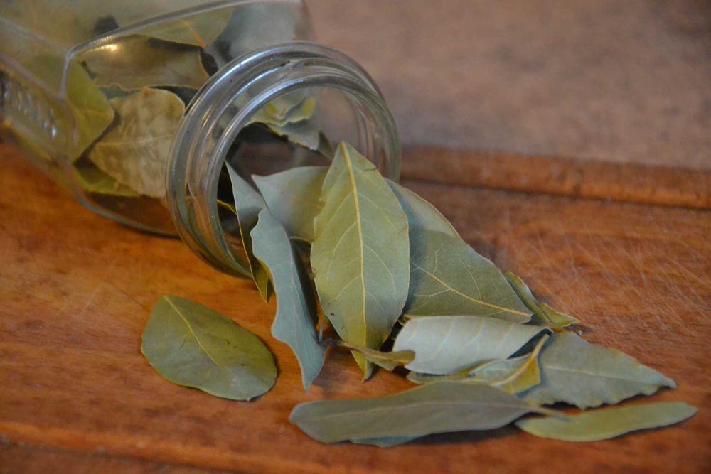 Fakta Menarik Daun Salam, Rempah Pengharum Masakan Nusantara