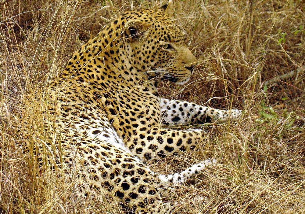 Disruptive coloration pada macan tutul (common.wimikedia.org/Lukas Kaffer and JD)