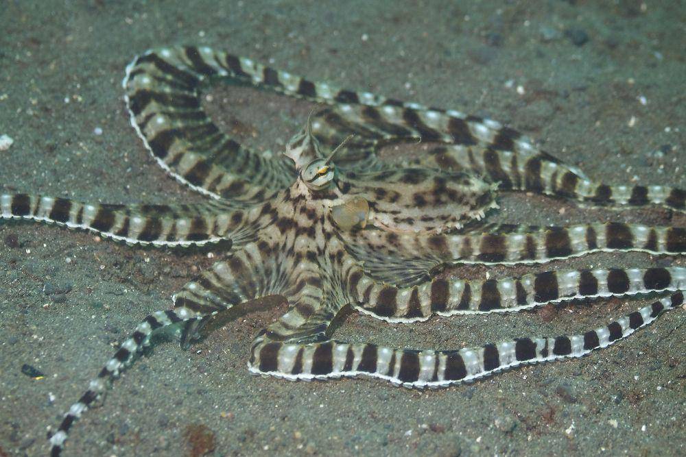 Thaumoctopus mimicus atau gurita penyamar (commons.wikimedia.org/Elias Levy)