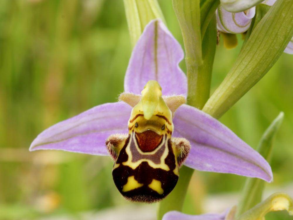 Bunga anggrek lebah (Ophrys apifera) (commons.wikimedia.org/Hans Hillewaert)