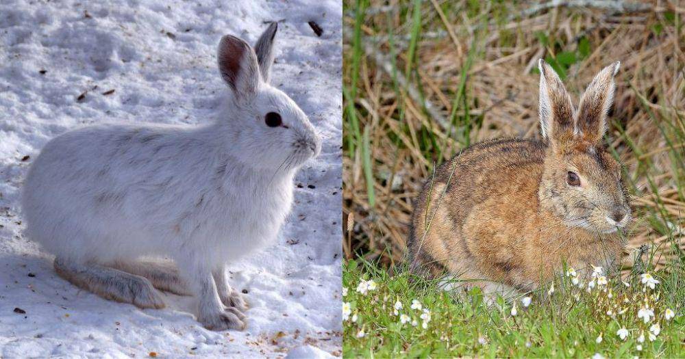Lepus americanus di musim salju dan musim semi (commons.wikimedia.org/Dger | commons.wikimedia.org/ALAN SCHMIERER)