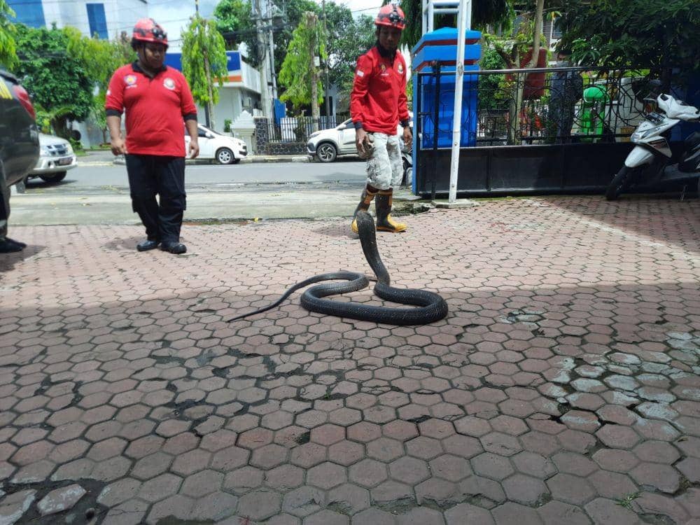 Ular king cobra yang diserahkan ke BKSDA. IDN Times/ Bramanta Pamungkas