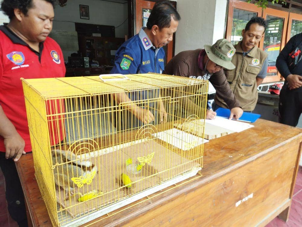 2 Hewan Liar Diserahkan Satpol PP Trenggalek ke BKSDA