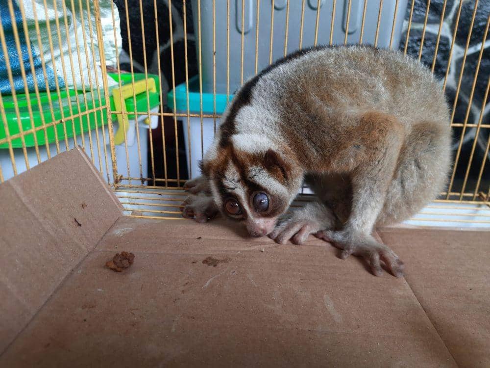 Hewan kukang jawa yang diserahkan Satpol pp Trenggalek ke BKSDA. IDN Times/ IDN Times