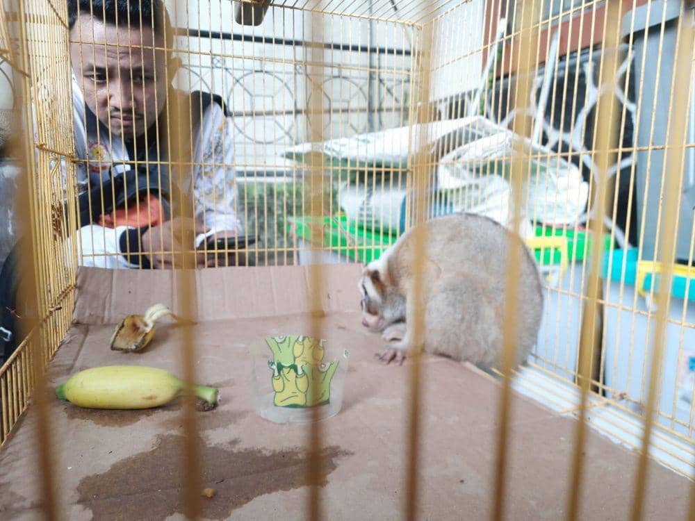 Hewan kukang jawa yang diserahkan Satpol pp Trenggalek ke BKSDA. IDN Times/ IDN Times