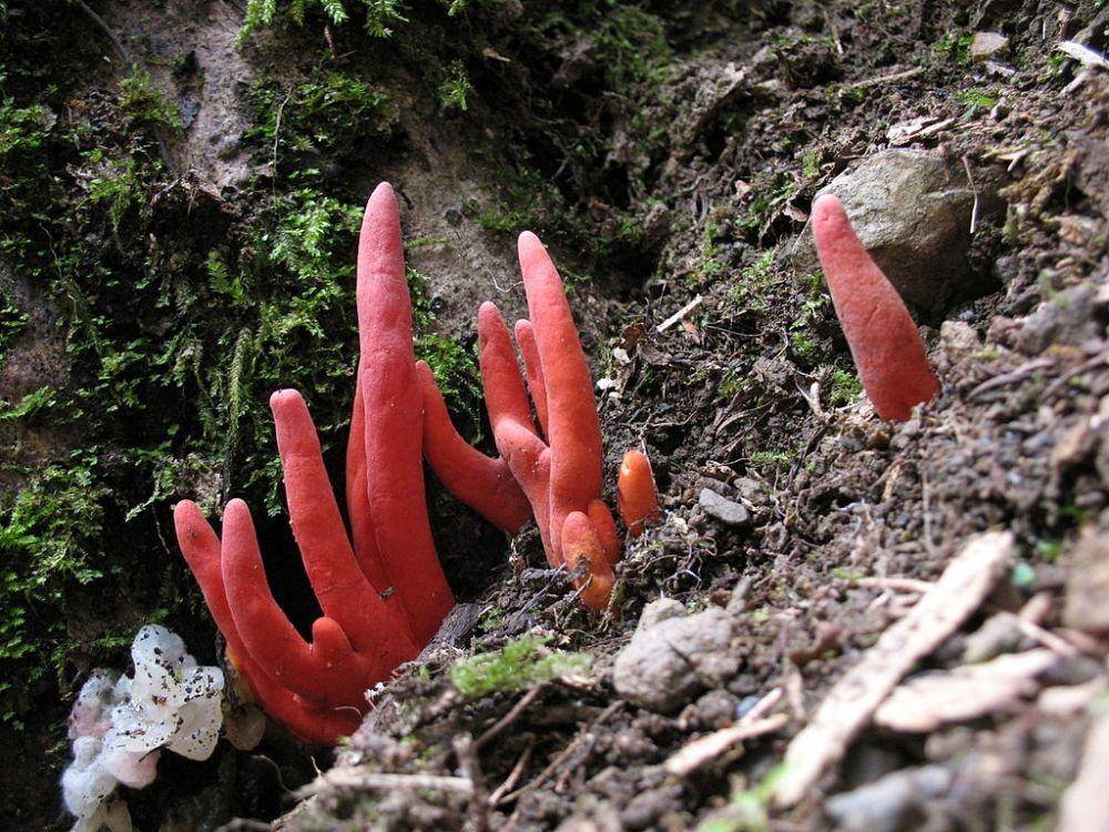 jamur Podostroma cornu-damae (commons.wikimedia.org)
