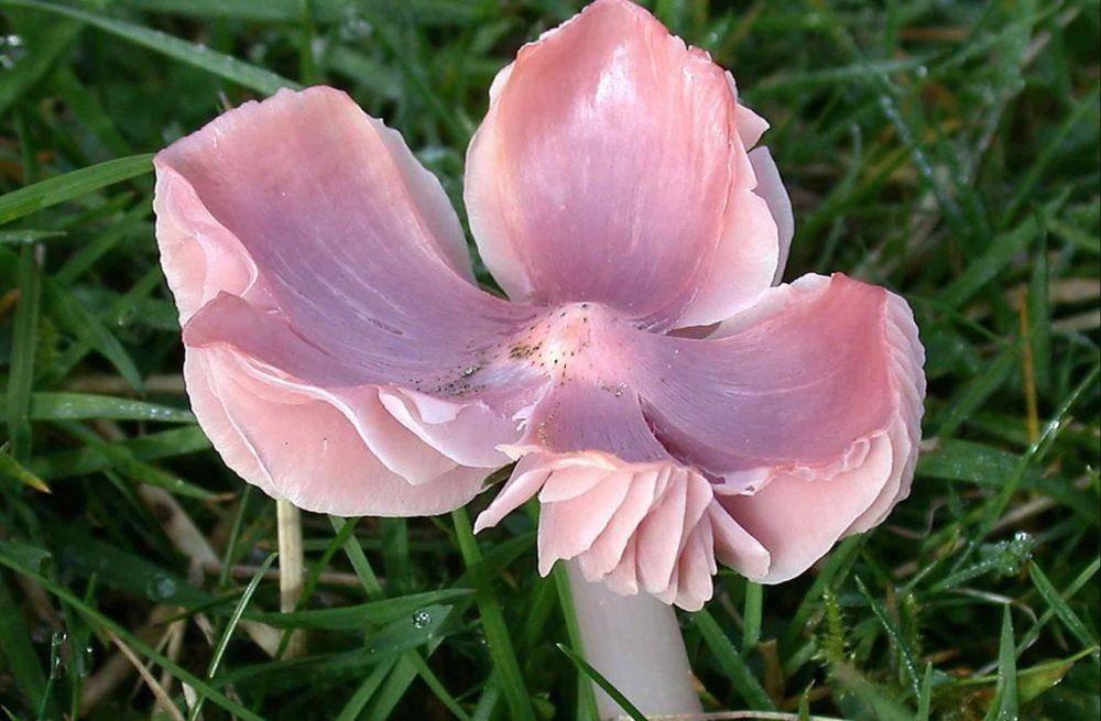 jamur ballerina waxcap (commons.wikimedia.org)