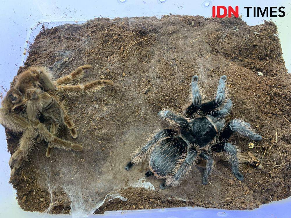 Tarantula berganti kulit. (IDN Times/Rohmah Mustaurida)