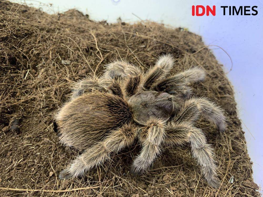 Tarantula. (IDN Times/Rohmah Mustaurida)