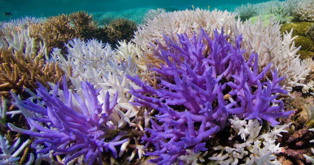 ilustrasi purple coral (inverse.com/The Ocean Agency/XL Catlin Seaview Survey)