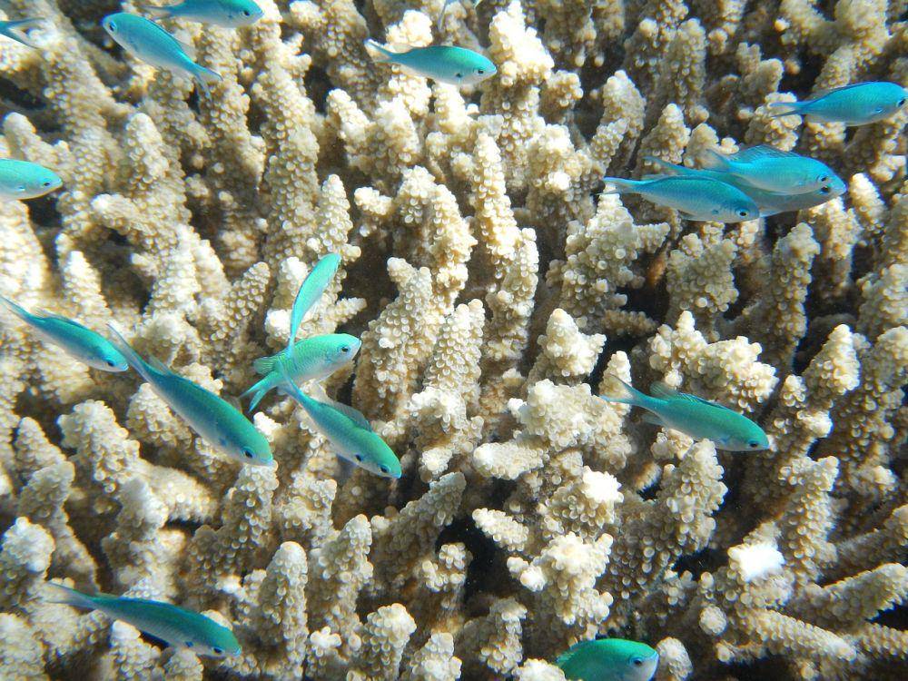 ilustrasi Great Barier Reef (pixabay.com/csharker)