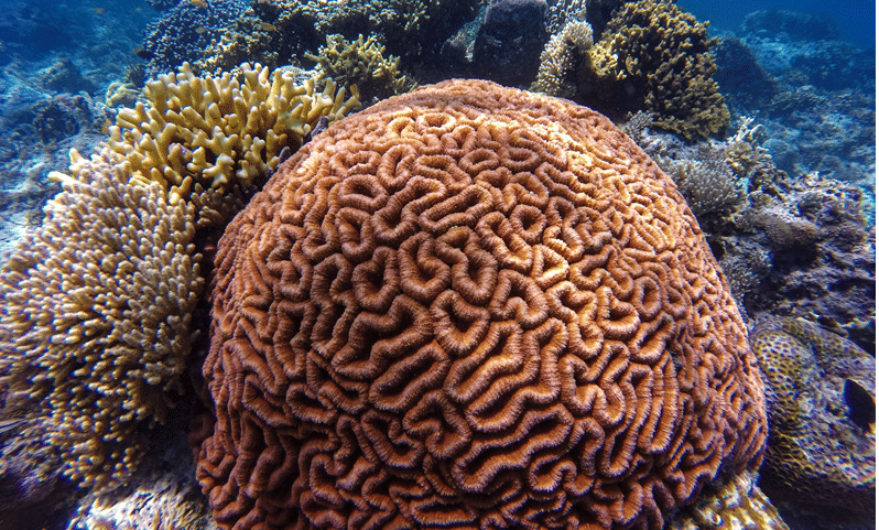 ilustrasi sea brain coral (positivereefinitiative.com)