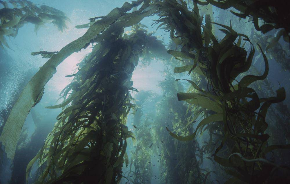 ilustrasi kelp (pixabay.com/Jackdrafahl)