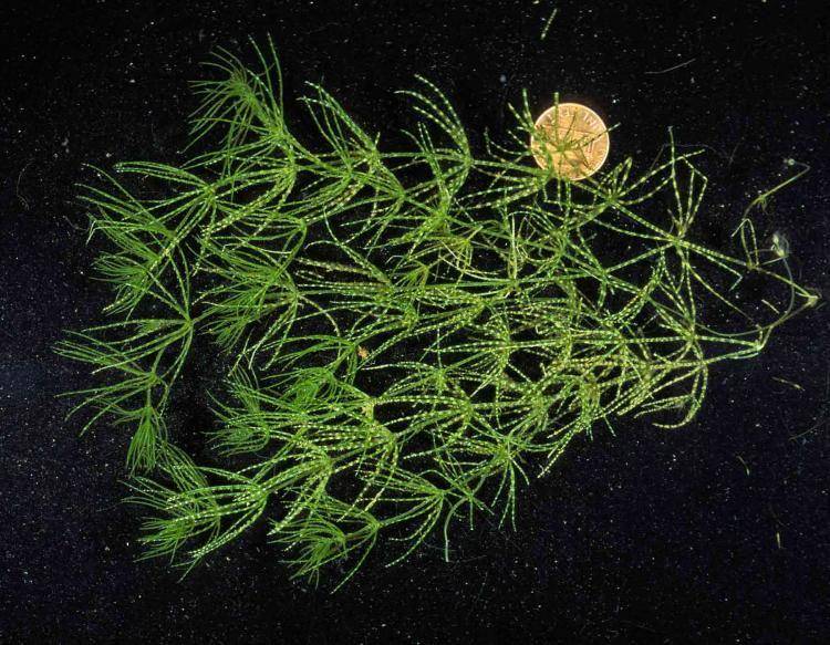 ilustrasi musk grass (education.mdc.mo.gov/Jim Rathert)