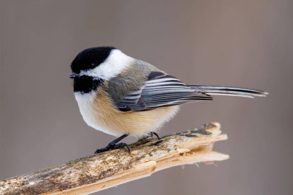 ilustrasi hewan black-capped chickadee (pexels.com/aaron j hill)