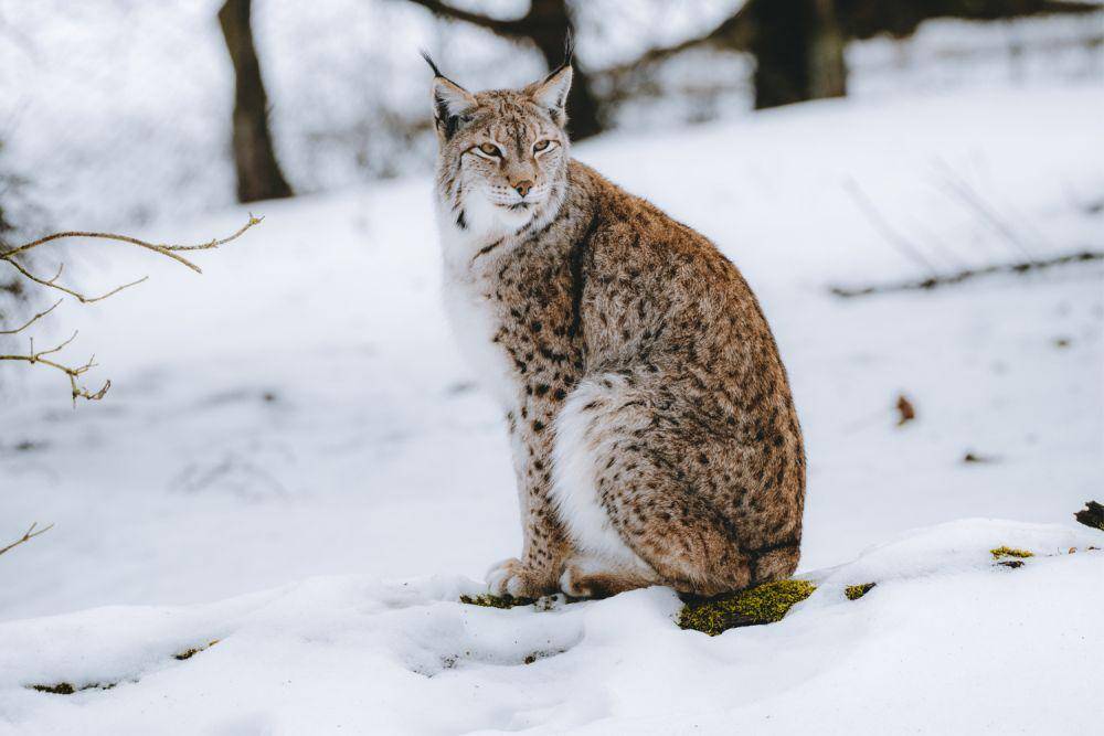 ilustrasi hewan lynx (pexels.com/david selbert)