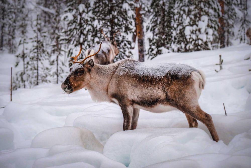 ilustrasi hewan caribou atau reindeer (pexels.com/francesco ungaro)