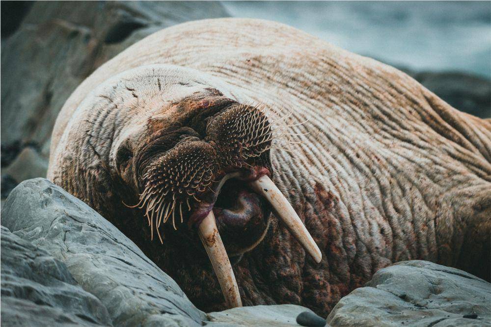 ilustrasi hewan walrus (pexels.com/jonathan cooper)