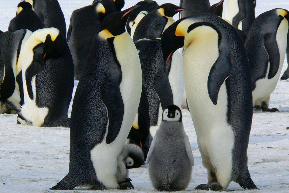 ilustrasi hewan emperor penguins atau penguin kaisar (pexels.com/pixabay)