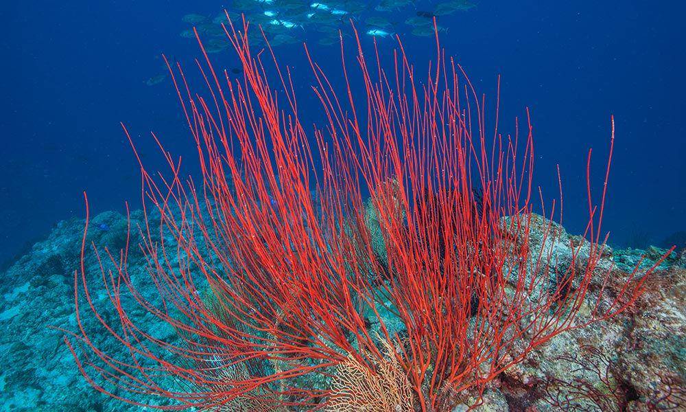ilustrasi red sea whip (wwf.org.au)