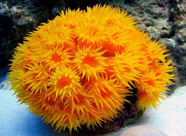 ilustrasi sun coral (reefbuilders.com/)