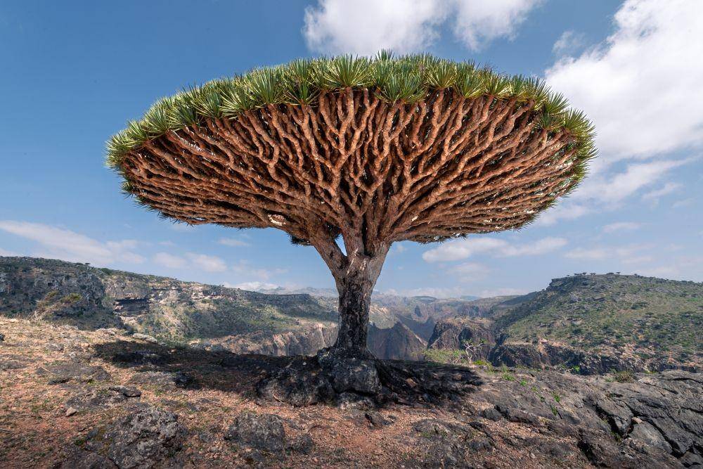 Potret Pulau Socotra, Yaman (unsplash.com/@andrew_svk)