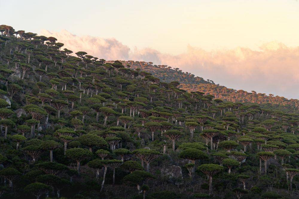 Potret Pulau Socotra, Yaman (unsplash.com/@andrew_svk)