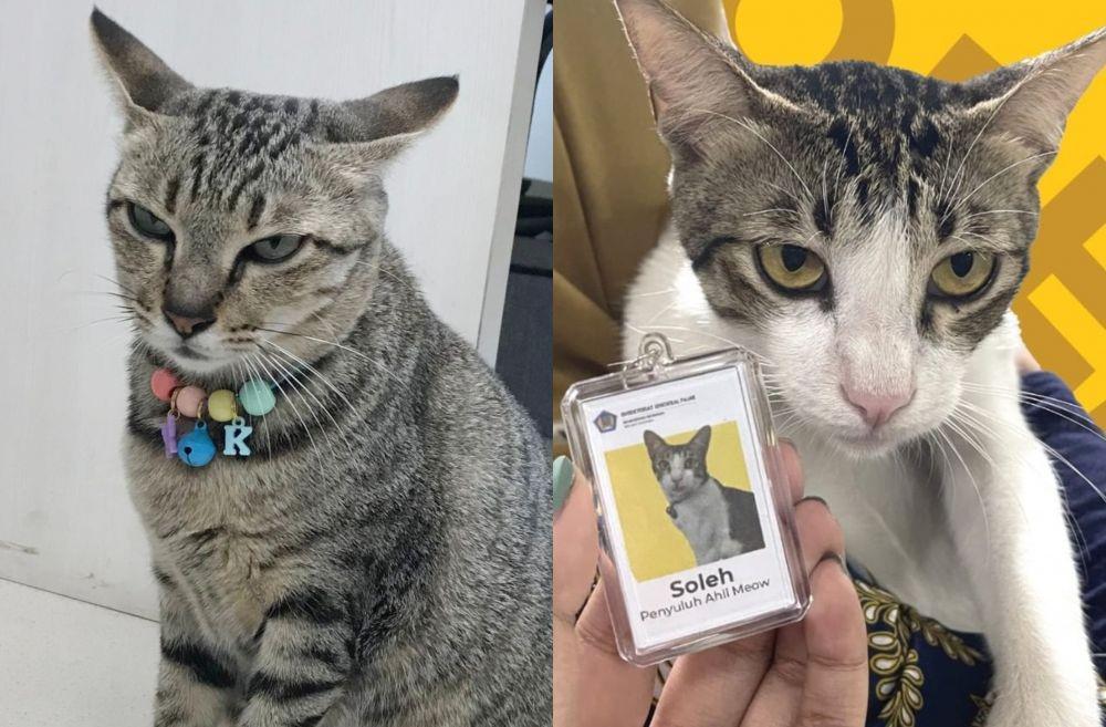 [OPINI] Kucing 'Pegawai', Solusi Kreatif Mengurangi Kucing Liar