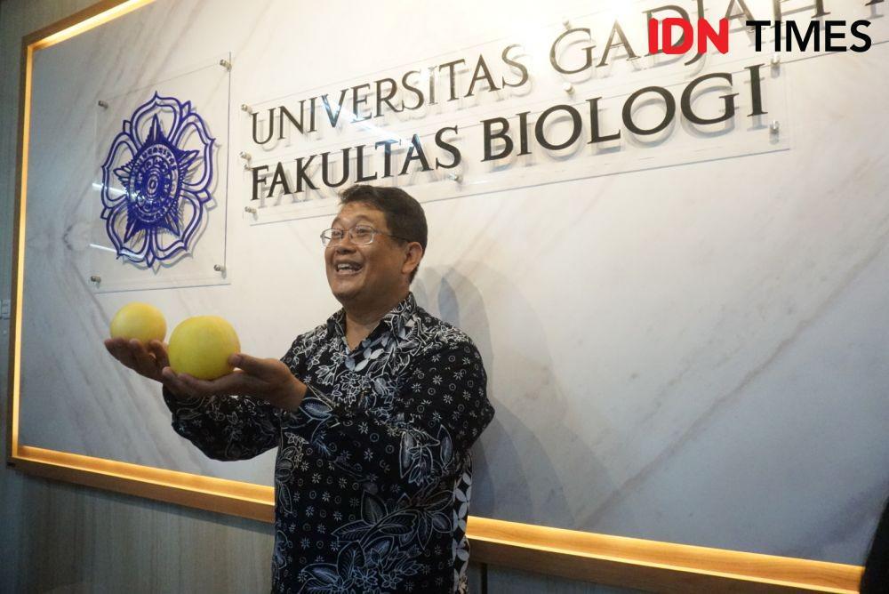 Dekan Fakultas Biologi UGM Hasilkan Hikapel, Melon Seukuran Apel
