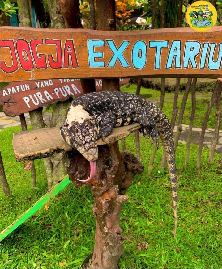 Mini Zoo Jogja Exotorium: Lokasi, Rute, dan Harga Tiket