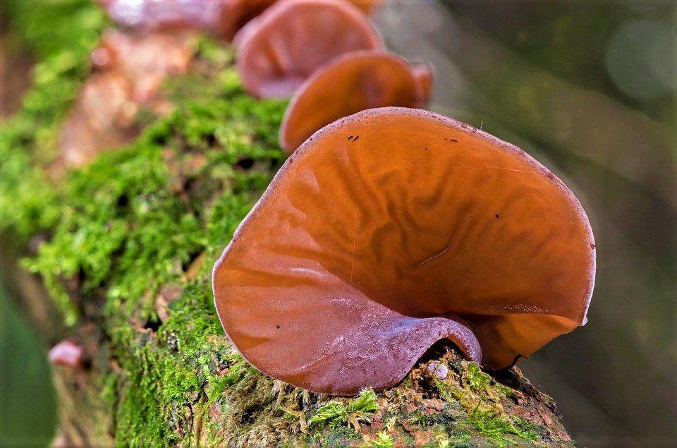 Jamur kuping (pixabay.com/adege)