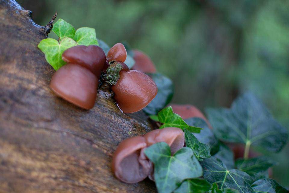 Jamur kuping (pixabay.com/Gemshots)