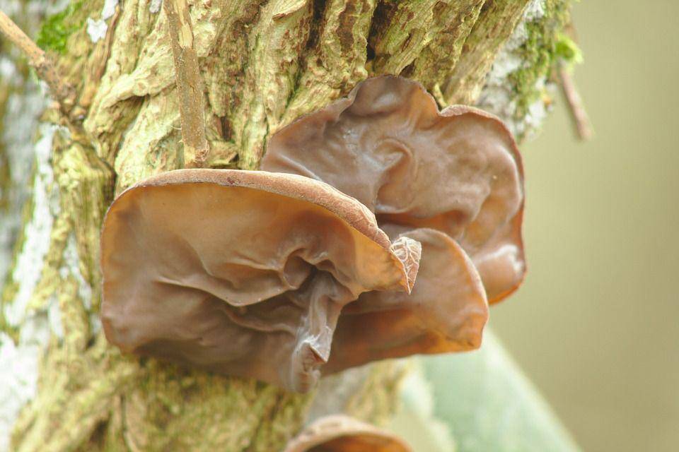 Jamur kuping (pixabay.com/KevCannings)