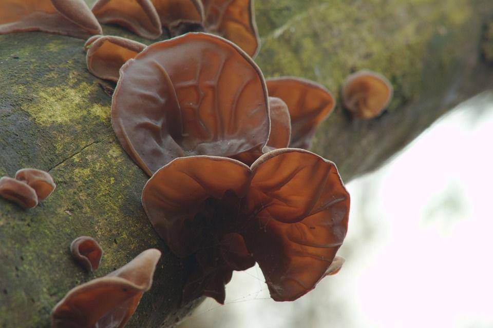 Jamur kuping (pixabay.com/KevCannings)