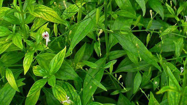 Daun dan bunga sambiloto (sinjaikab.go.id)