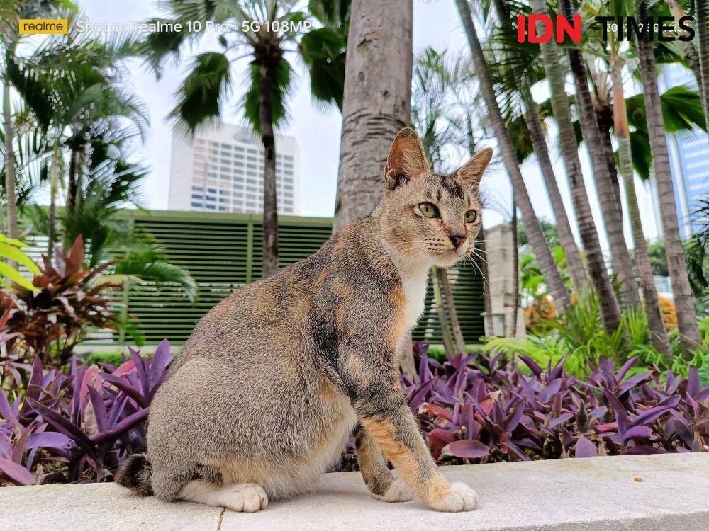 hasil tangkapan realme 10 Pro+ 5G (IDN Times/Alfonsus Adi Putra)