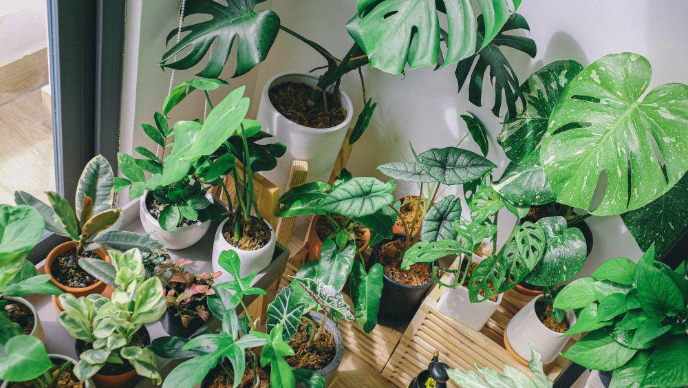 8 Tanaman Indoor yang Harus Ada dalam Dekorasi Rumahmu!